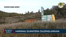 Bestie, Seekor Harimau Sumatera Dilepasliarkan di Zona Inti TNGL
