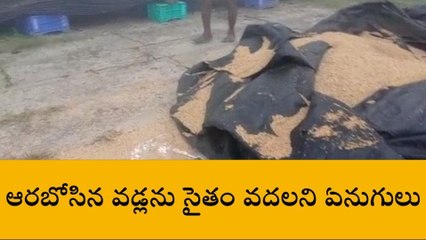 పుంగనూరు: ఆగని ఏనుగుల దాడులు... బెంబేలెత్తుతున్న రైతులు