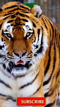 Animal sounds effects Cute little animals Dog, cat, chicken,elephant, cow, tortoise Animal sounds How to build a parrot from LEGO bricks.Animals from LEGO blocks. Creative ideas.Learn Life of Animals: Cow, Dog, Cat, FoxTop 10 animal sound bi sound LEARN