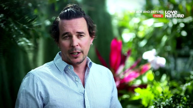 Attack and Defend - Cold-Blooded Killers