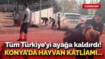 Tüm Türkiye'yi ayağa kaldırdı: Konya'da hayvan katliamı...