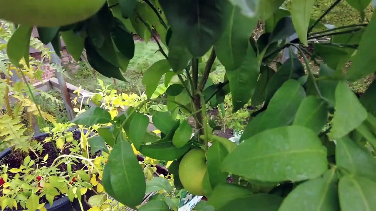 Saftig leckere Satsuma Frucht __ Zitruspflanzen Rundgang 04.10.2022