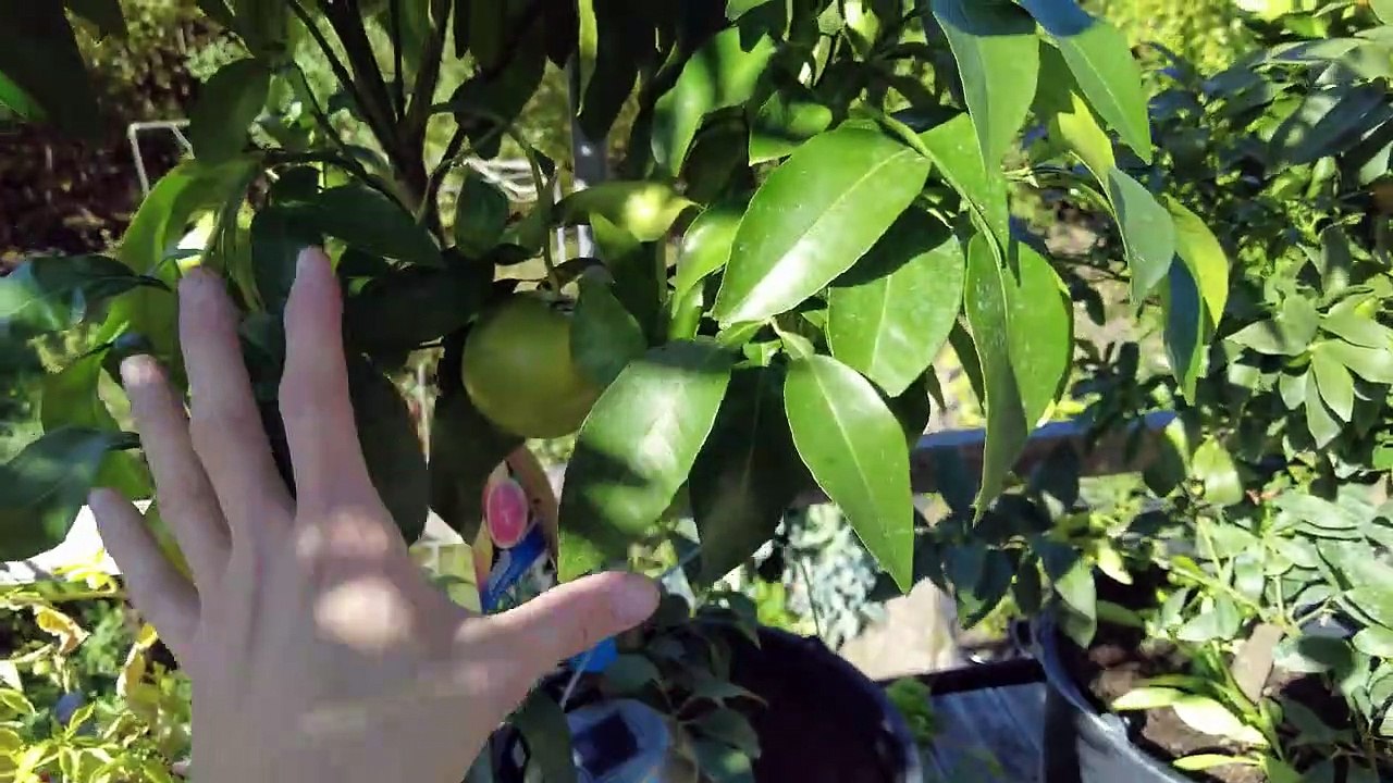 Zitrone wird reif - Blutorangen Trauben __ Zitruspflanzen Rundgang 10.10.2022