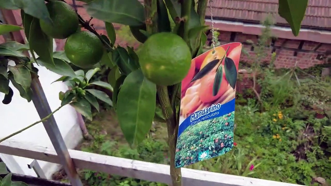 Früchte flut __ zitruspflanzenrundgang 24.09.2022