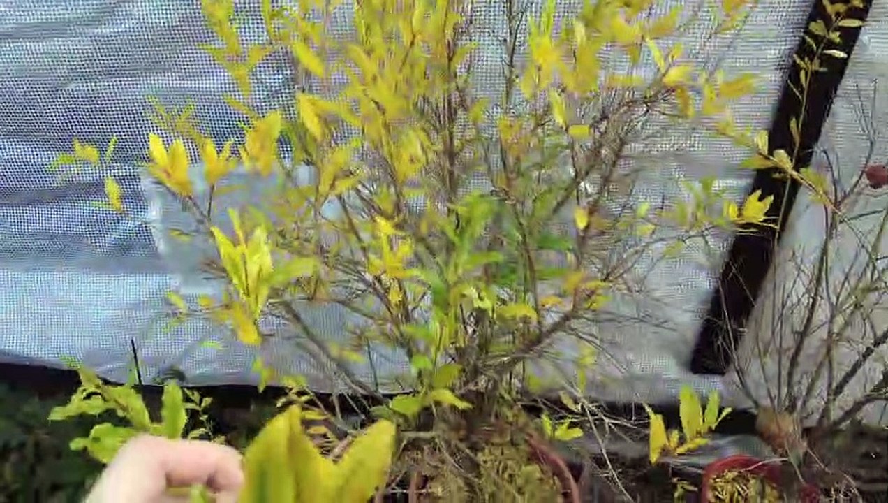 Granatapfel Ernte Deutschland __ Granatapfelanbau __  Update 08.10.2022