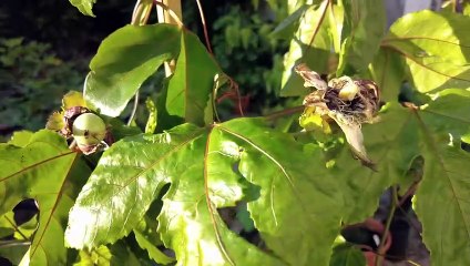 Maracuja von Hand bestäubt - Passiflora edulis x colvillii __  www.Gartenschlau.com