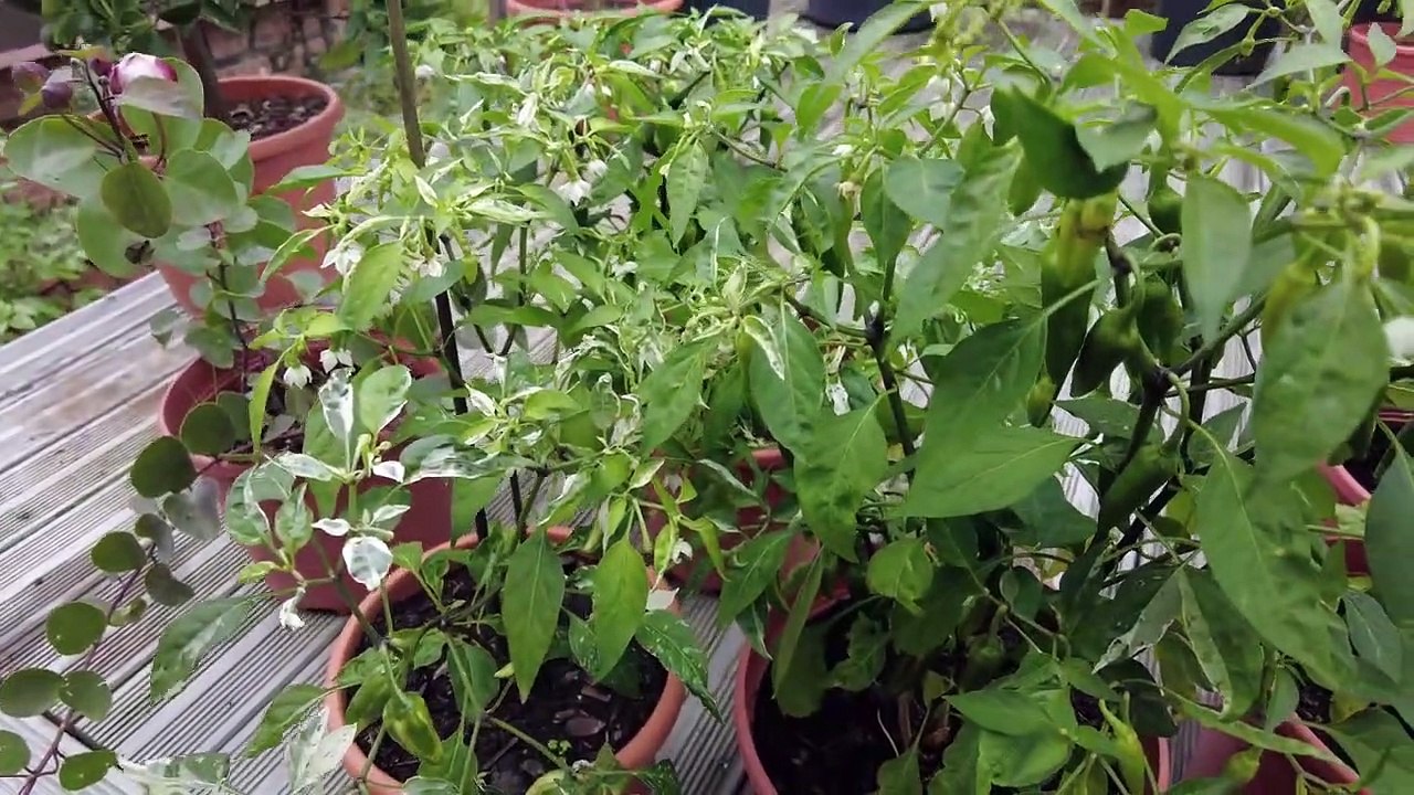 Chili Tipp + Sorten Vergleich __ Update #1 - 25.09.2022