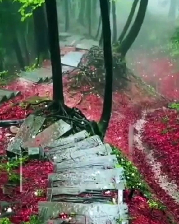 beautiful nature video