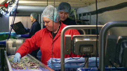 From London Air Raid Shelter to Underground Farm, the Future of Farming Is Here