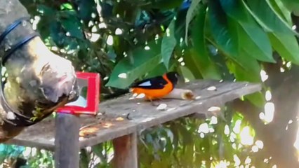 Little bird and its food The troupial or turpial, also known as the currupião