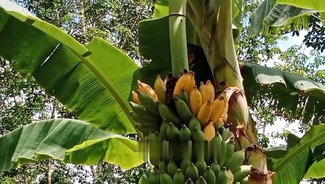 Suara Burung Di Alam sangat merdu di dengar sangat cocok untuk relaksasi di pagi dan sore hari