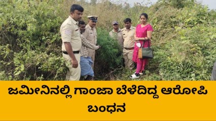 ರಾಮನಗರ: ಜಮೀನಿನಲ್ಲಿ ಗಾಂಜಾ ಬೆಳೆದ ವ್ಯಕ್ತಿ ಬಂಧನ
