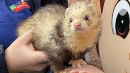 Psychic ferret makes prediction for England’s World Cup game against Wales