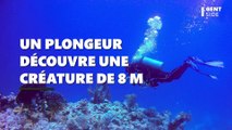 Un plongeur découvre une étrange et imposante créature de 8 mètres (VIDÉO)