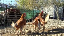 Istres : poules