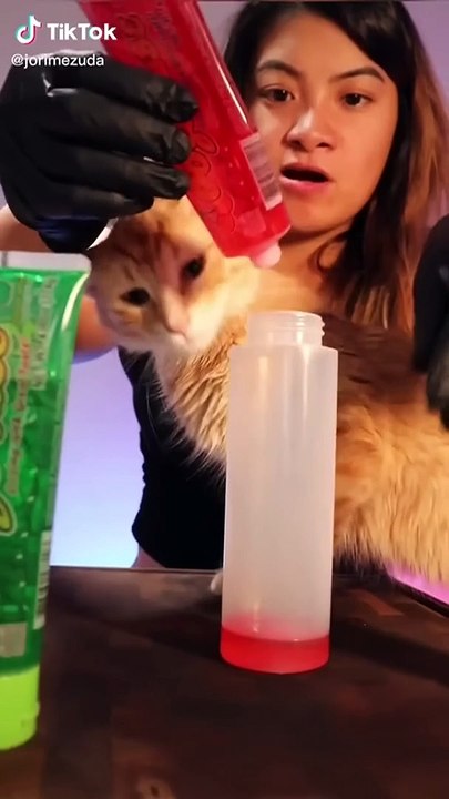 We'll Never Get Enough of This Cuteness | Cute Animals Compilation
