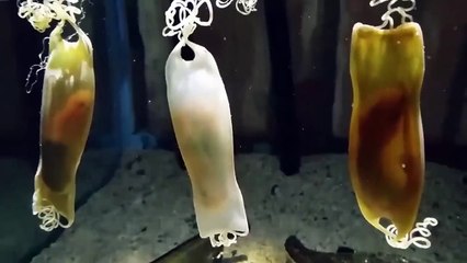 They Captured On The Beach What No One Was Supposed to See