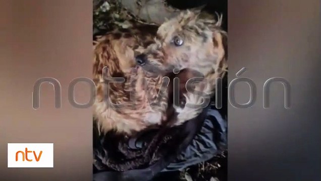 Animalistas los rescataron : Curandero usaba a perros y gatos para sus rituales
