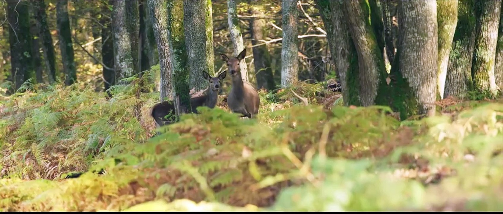 Die Eiche – Mein Zuhause Trailer OV