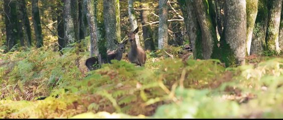 Die Eiche – Mein Zuhause Trailer OV