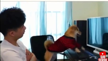 Angry - Funny Dogs and Cats of TikTok - Compilation #3 _ Try not to laugh impossible .