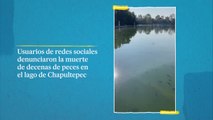 Cientos de peces mueren en el Lago de Chapultepec