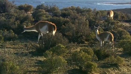 Blue Realm - On the Wild Coasts of Patagonia