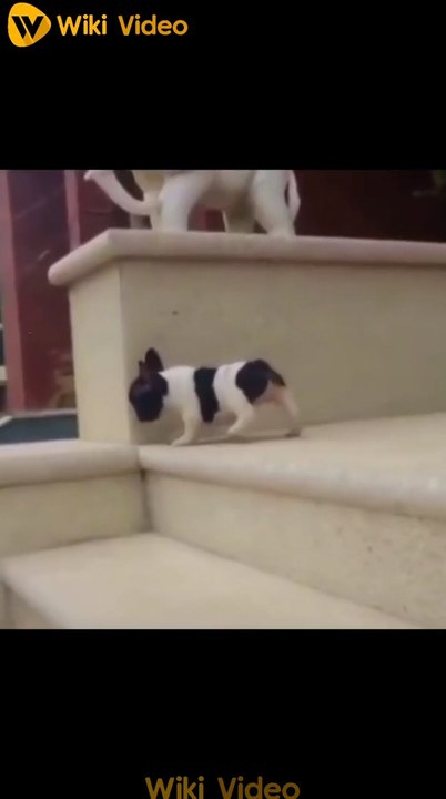 Funny Animal Videos 2022    Best Dogs Videos