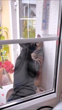 Très belle histoire d'amour... trop mignons ces chats