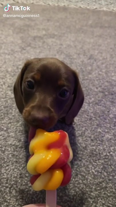 Brighten Up Your Day With This Cute Cats And Dogs Video | Cute Cats And Dogs Compilation