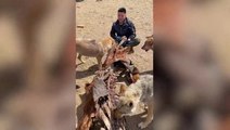 'Wolf King': Wildlife enthusiast lives among wild pack in Inner Mongolia