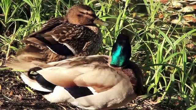 Sounds of Various animals in Wildlife | Compilation 08 | Funny Animal Videos | Funny animals sounds | Amrah Videos |