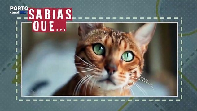 Veterinarios Todo o Terreno - Sabias que ? Os Gatos caem sempre de pé.