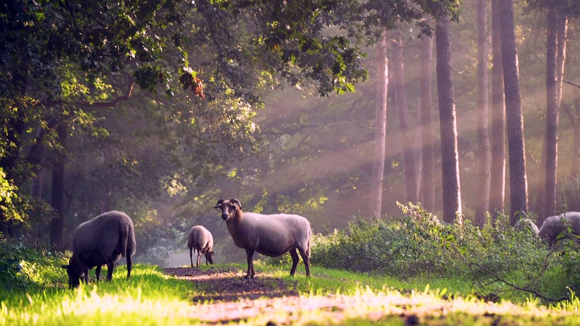 ⁣Sheep - 57647