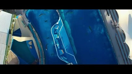 Qu'est-il arrivé au roi des dauphins ? Bande-annonce (EN)
