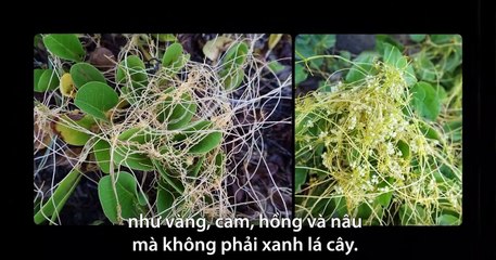 Tin tức 369 - Ma cà rồng trong thế giới động vật.