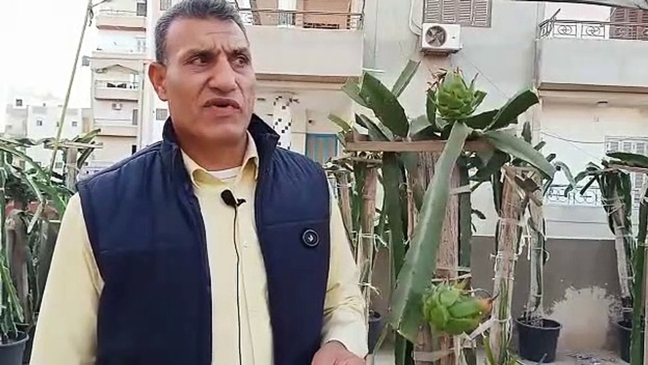 "فاكهة الدراجون" شكل وطعم مختلف.. وهذا سبب انخف...