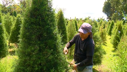 mqn-Familia Benavidez celebra 4 décadas de su cipresal.-281122