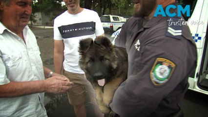 Heartwarming Reunion: Family Meets NSW Police Puppy Foster Named After Their Daughter 🐶