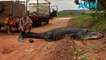 Outback traffic jam: Tradies held up by crocodile crossing the road