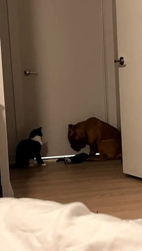 Kitten Swats Pup on the Nose