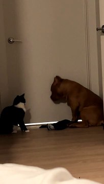 Kitten Swats Pup on the Nose