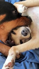 Dog Fits Friend's Face in Mouth