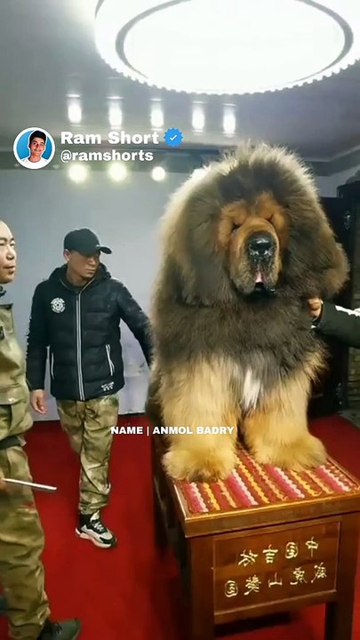 Big Dog   | Ram Shorts   #ramshorts #shorts