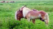 Horse Crossing _ Stallion horses For Breeding Available _ Meeting Powerful