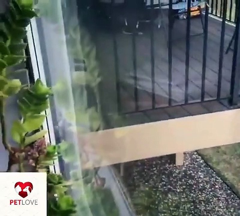 Funniest_Animals__-_Awesome_Funny_Animals'_Life_Videos__-_Cutest_Animals_Ever(360p)