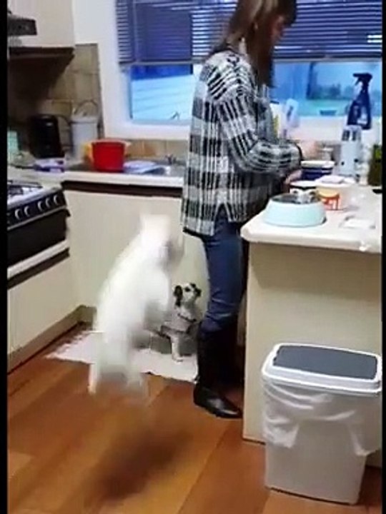 funny_animal_videos,funny_animal_video,best_animal_videos,funny_dog_videos,funny_cat…_More