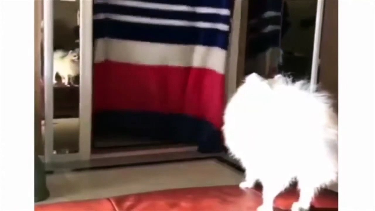 Life Hacks Trick for make your dog funny reactions