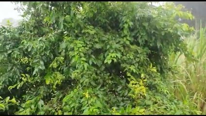 Valsayn Underwater: Flooding Persists in Valsayn South 🌊