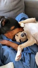 Dog Fits Friend's Face in Mouth